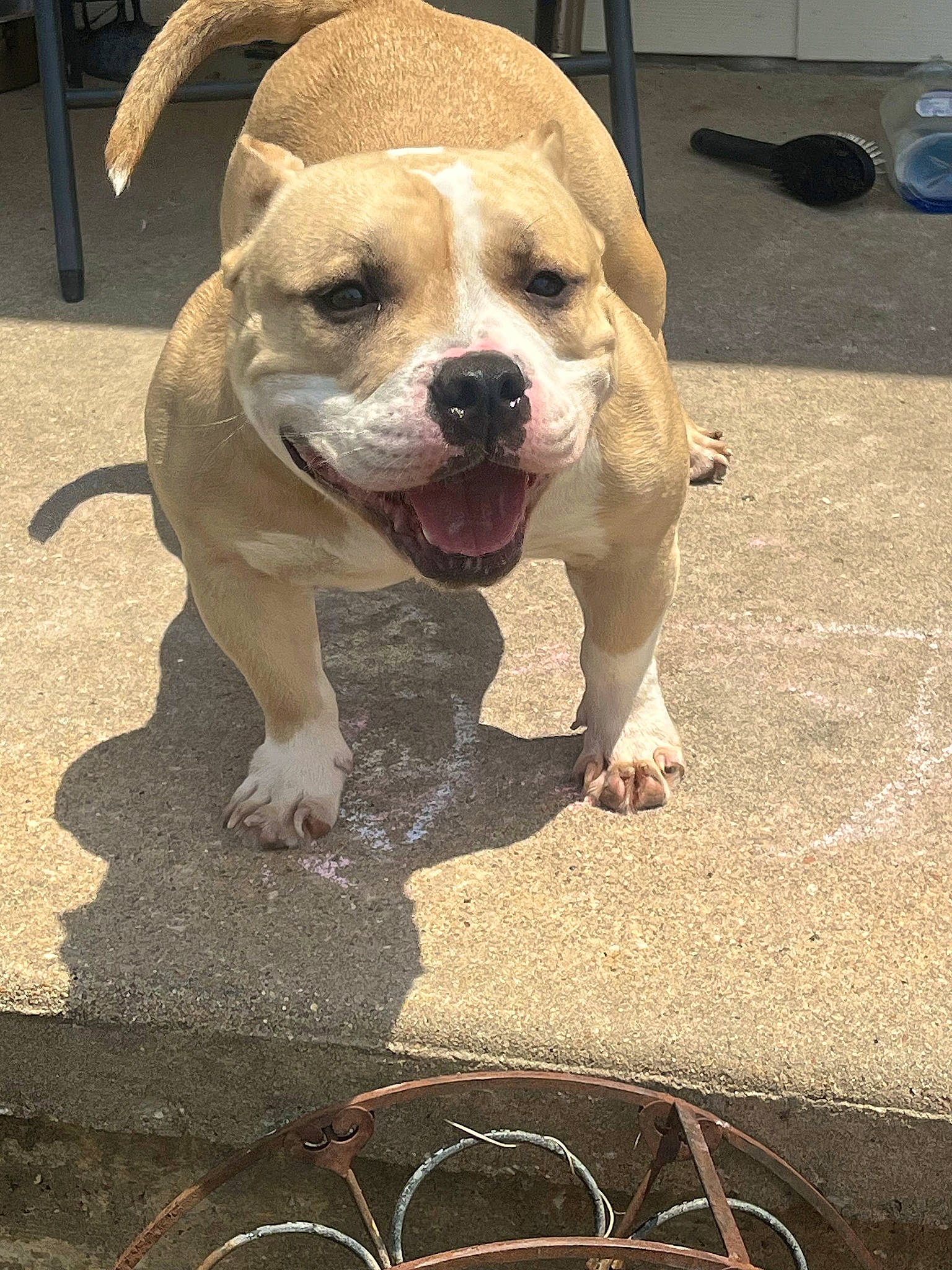 Nami joined the competition — help win amazing prizes! ball, canidae, carnivore, companion_dog, concrete, dog, dog_breed, fawn, flooring, non_sporting_group, paw, puppy_love, road_surface, soil, sporting_group, street_dog, whiskers, working_animal, working_dog