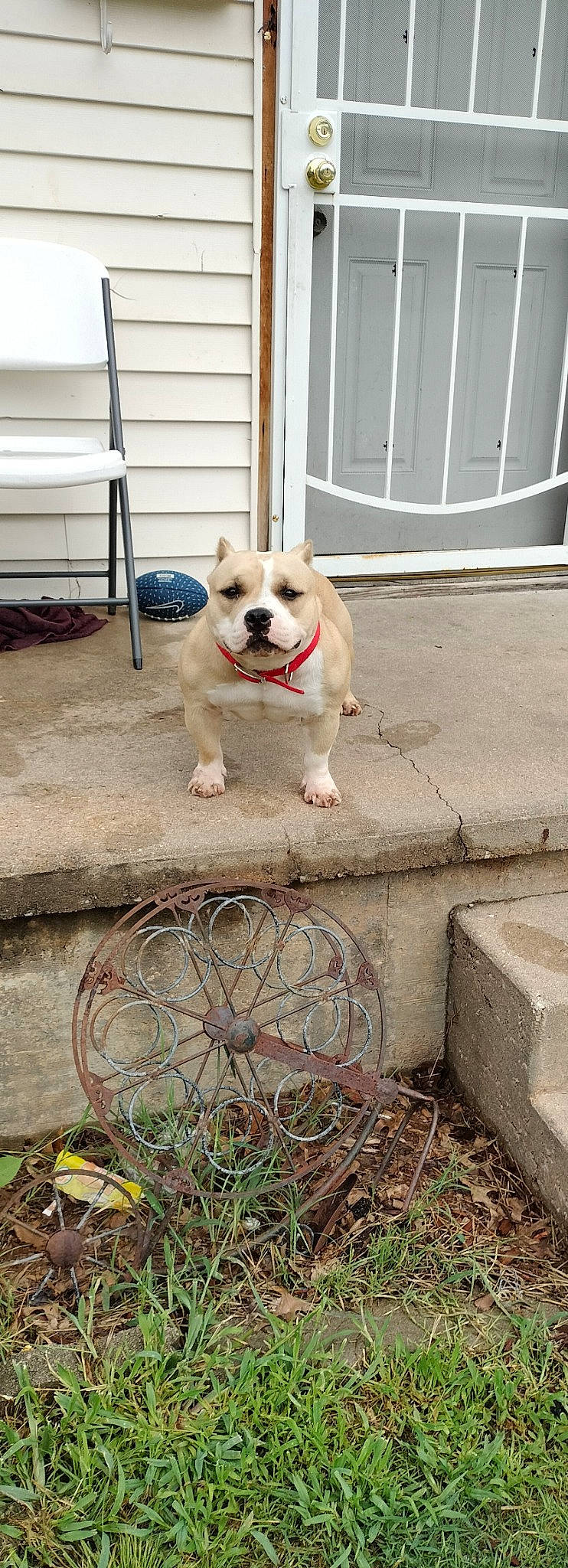 Nami is registered to the contest to win money with this photo: canidae, carnivore, collar, companion_dog, dog, dog_breed, dog_collar, door, fawn, flooring, pet_supply, plant, sidewalk, snout, sporting_group, tail, toy_dog, wheel, wood, working_animal