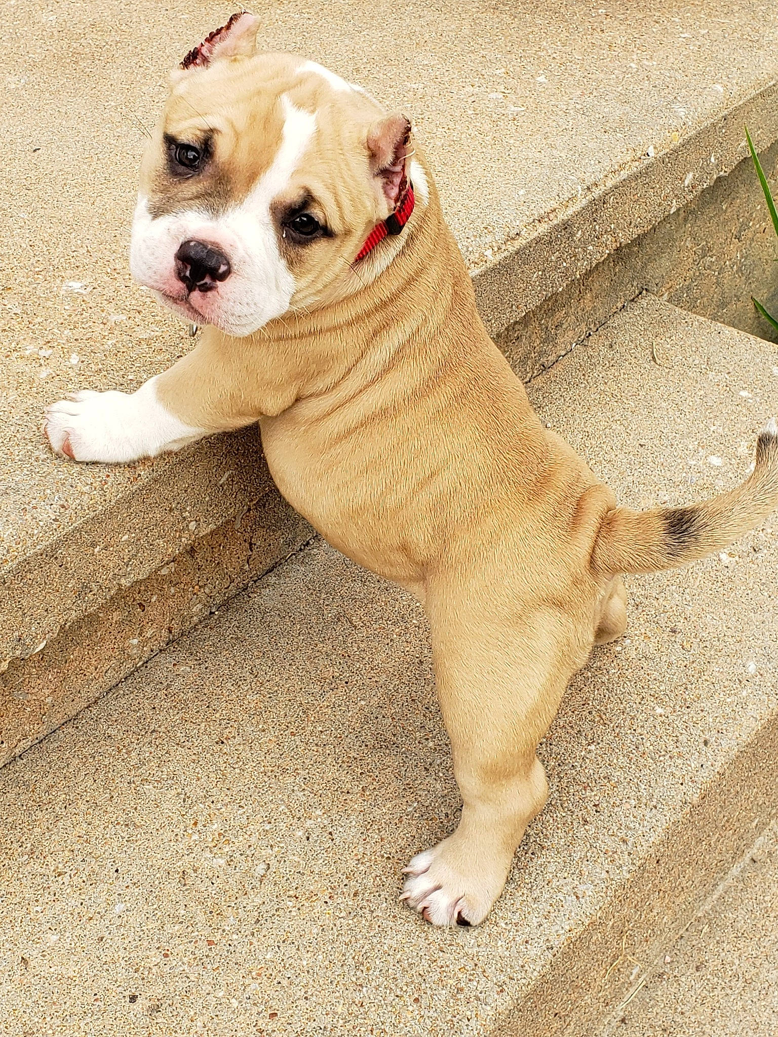 Nami is registered to the contest to win money with this photo: bulldog, canidae, carnivore, companion_dog, dog, dog_breed, dog_collar, fawn, flooring, non_sporting_group, paw, snout, sporting_group, tail, terrestrial_animal, toy_dog, white_english_bulldog, wood, working_animal, wrinkle