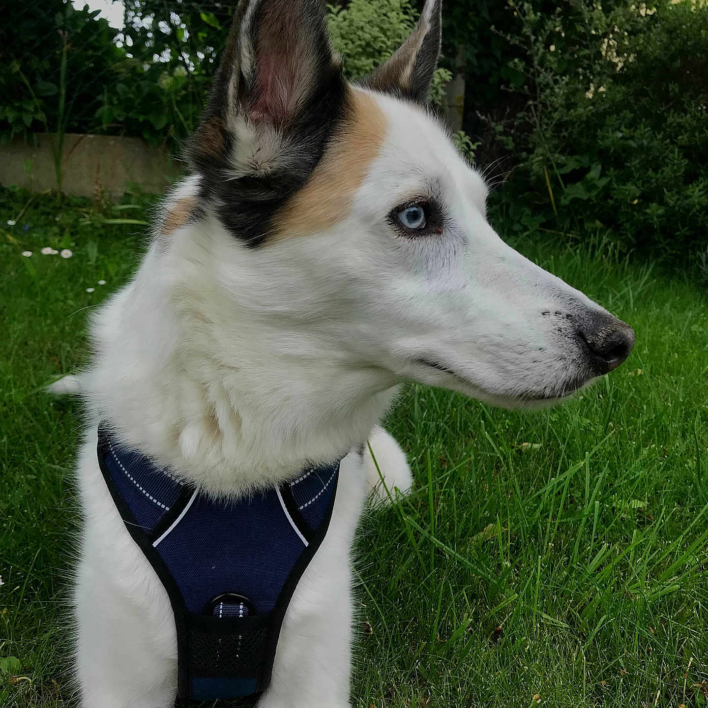 Volt participe au concours pour gagner de l'argent avec cette photo : alert, animal, blue_eye, canine, close_up, daylight, dog, fur, garden, grass, greenery, harness, large_ears, muzzle, nature, outdoor, pet, side_profile, sitting, white_dog