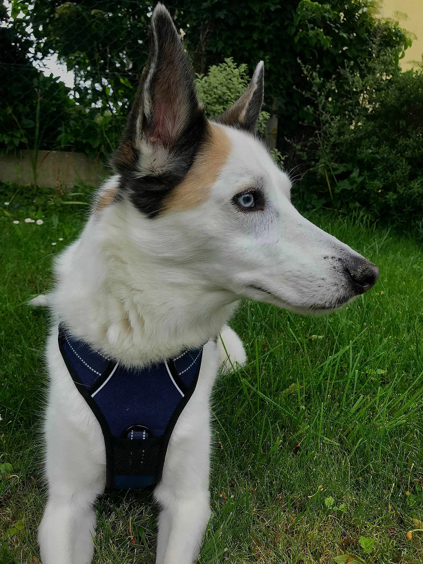 Volt participe au concours pour gagner de l'argent avec cette photo : dog, white_dog, blue_eye, large_ears, harness, grass, garden, outdoor, pet, animal, canine, fur, side_profile, nature, greenery, daylight, close_up, muzzle, alert, sitting