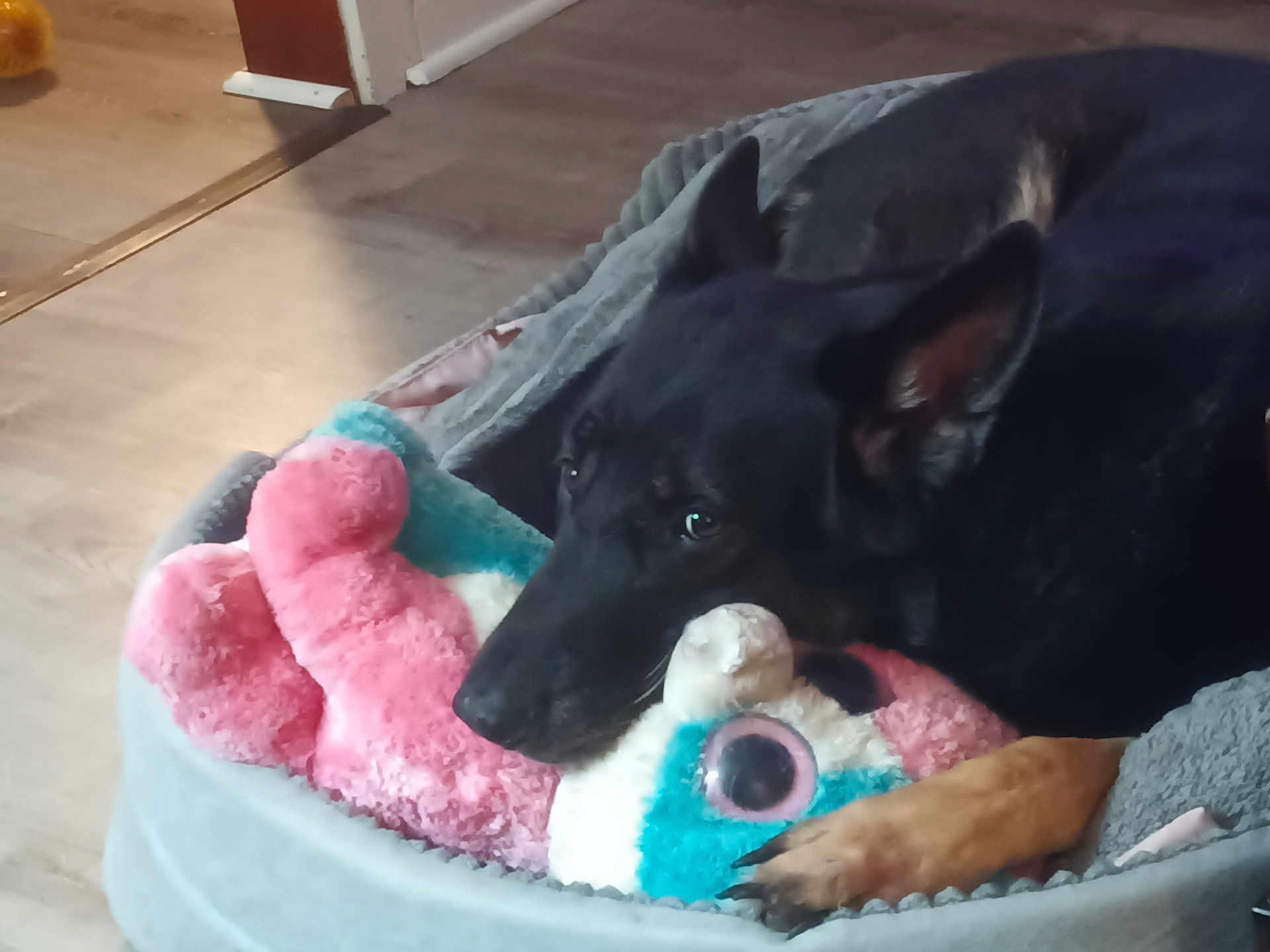 Reever is registered to the contest to win money with this photo: dog, black_dog, plush_toy, dog_bed, resting, indoor, flooring, cozy, pet, canine, animal, soft_toy, paw, ears, lying_down, comfort, fur, looking_away, home, relaxed