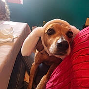 Poopy a rejoint le concours — aidez-le/la à gagner de superbes lots ! dog, bunny_ears, pet, indoor, person, red_sweater, table, tissue, window, jeans, curly_hair, cozy, affectionate, brown_dog, cute, animal, companion, soft_lighting, home, relaxed