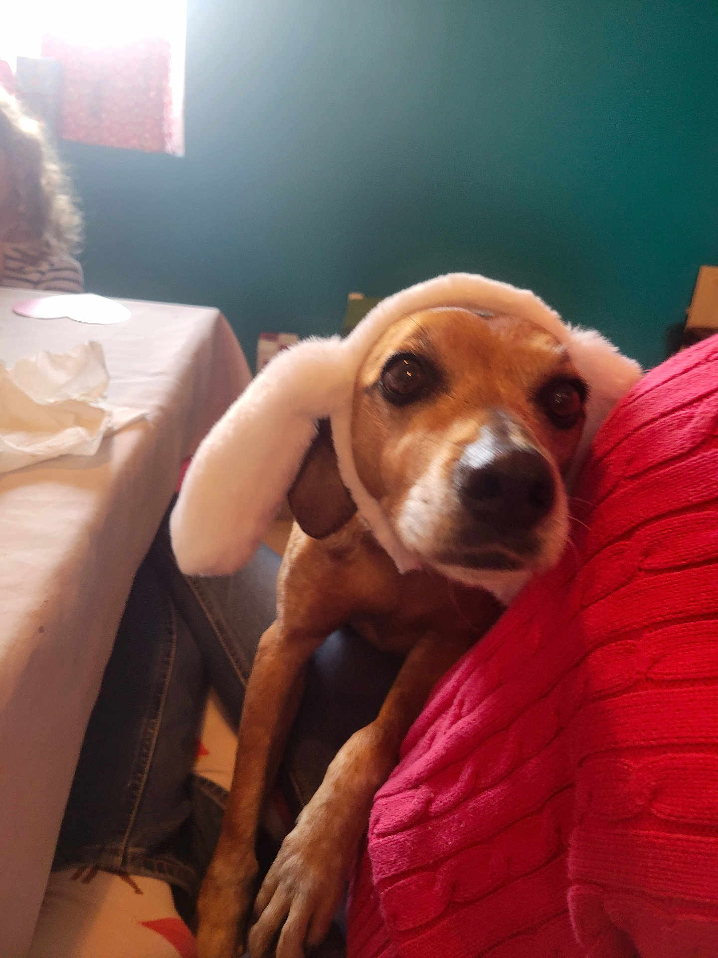 Poopy a rejoint le concours — aidez-le/la à gagner de superbes lots ! dog, bunny_ears, pet, indoor, person, red_sweater, table, tissue, window, jeans, curly_hair, cozy, affectionate, brown_dog, cute, animal, companion, soft_lighting, home, relaxed