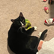 Mocha is registered to the contest to win money with this photo: cat, black_and_white, carpet, toy, plush_toy, indoor, pet, animal, relaxed, paw, small_toys, santa_slipper, pinecone, playful, cozy, fur, whiskers, tail, looking_up, floor