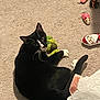 cat, black_and_white, carpet, toy, plush_toy, indoor, pet, animal, relaxed, paw, small_toys, santa_slipper, pinecone, playful, cozy, fur, whiskers, tail, looking_up, floor