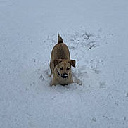 Ziggy joined the competition — help win amazing prizes! dog, snow, outdoor, animal, pet, winter, playful, canine, cold, fur, nature, muzzle, walking, daylight, adorable, cute, small_dog, fur_color, tail, ears