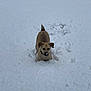 dog, snow, outdoor, animal, pet, winter, playful, canine, cold, fur, nature, muzzle, walking, daylight, adorable, cute, small_dog, fur_color, tail, ears