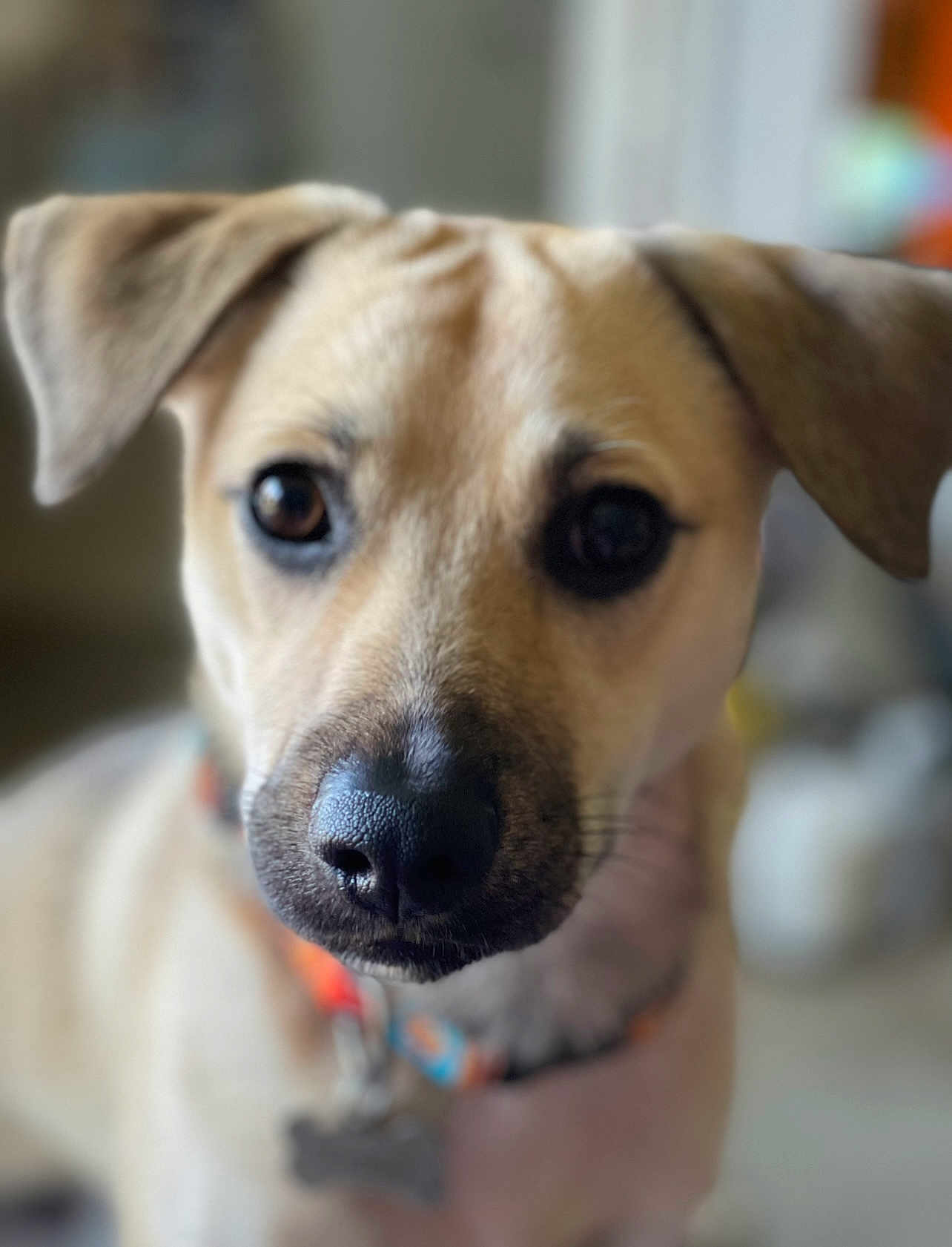 Ziggy is registered to the contest to win money with this photo: dog, pet, close_up, face, nose, ears, collar, animal, cute, indoor, portrait, blurry_background, canine, fur, looking, focus, domestic_animal, muzzle, whiskers, young_dog