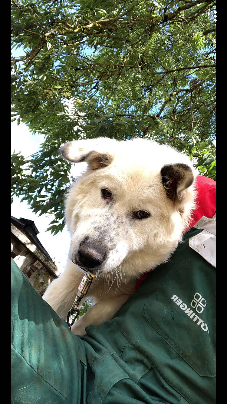 Boy participe au concours pour gagner de l'argent avec cette photo : canidae, carnivore, companion_dog, dog, dog_breed, fawn, mammal, snout, sporting_group, vertebrate