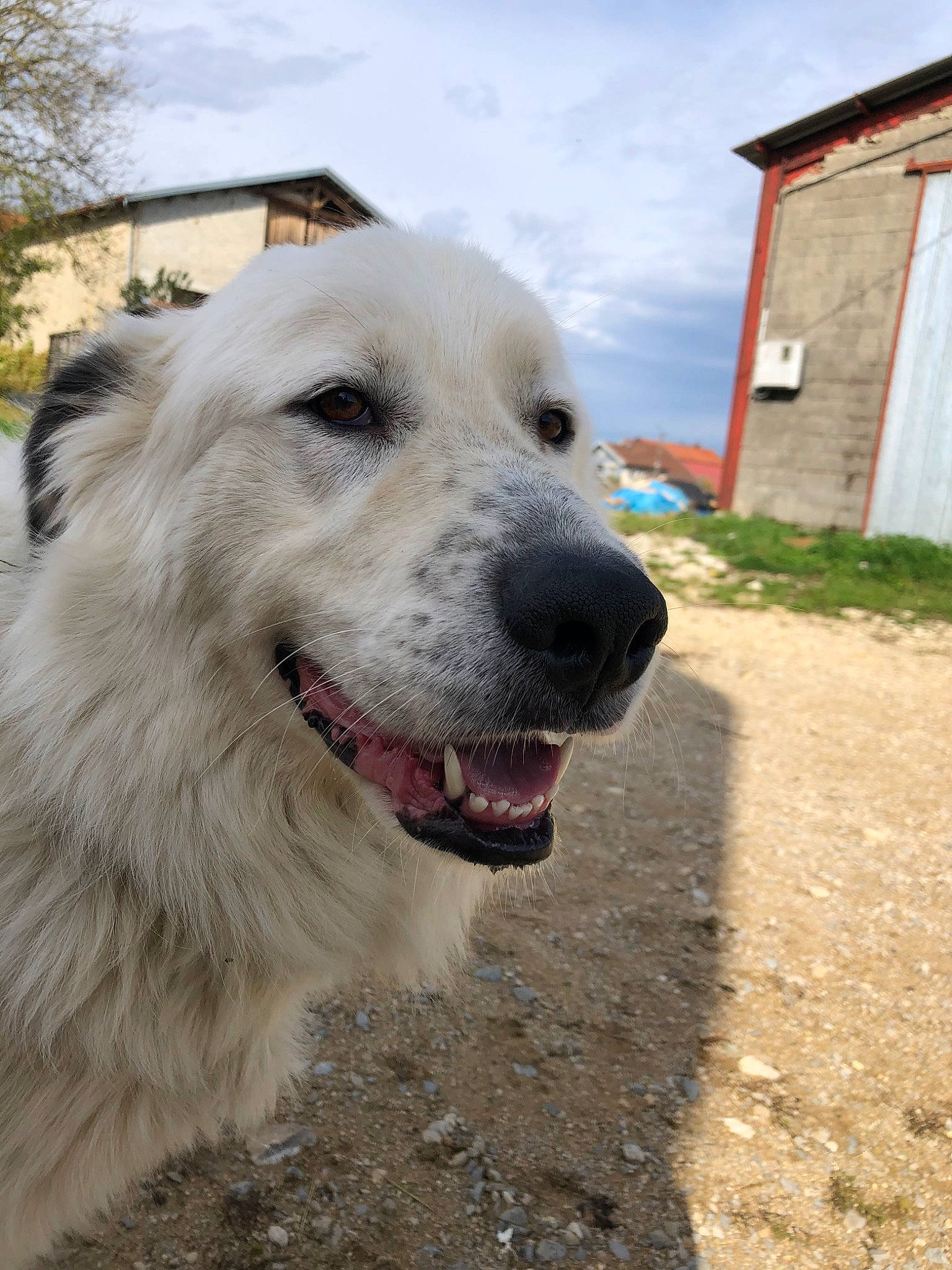 Boy participe au concours pour gagner de l'argent avec cette photo : akbash_dog, canidae, carnivore, central_asian_shepherd_dog, dog, dog_breed, great_pyrenees, kuvasz, livestock_guardian_dog, mammal, maremma_sheepdog, polish_tatra_sheepdog, slovak_cuvac, sporting_group, vertebrate