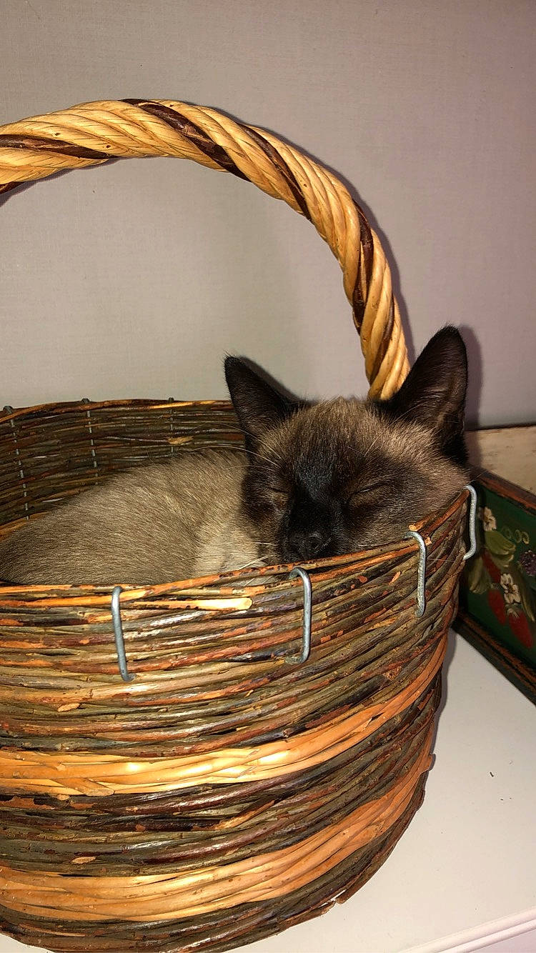 Dartagnan participe au concours pour gagner de l'argent avec cette photo : basket, carnivore, cat, cat_bed, domestic_short_haired_cat, felidae, home_accessories, small_to_medium_sized_cats, storage_basket, whiskers, wicker