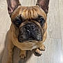 dog, french_bulldog, pet, animal, indoor, floor, brown, ears, cute, portrait, canine, looking_up, sitting, domestic_animal, closeup, companion, mammal, friendly, alert, paw