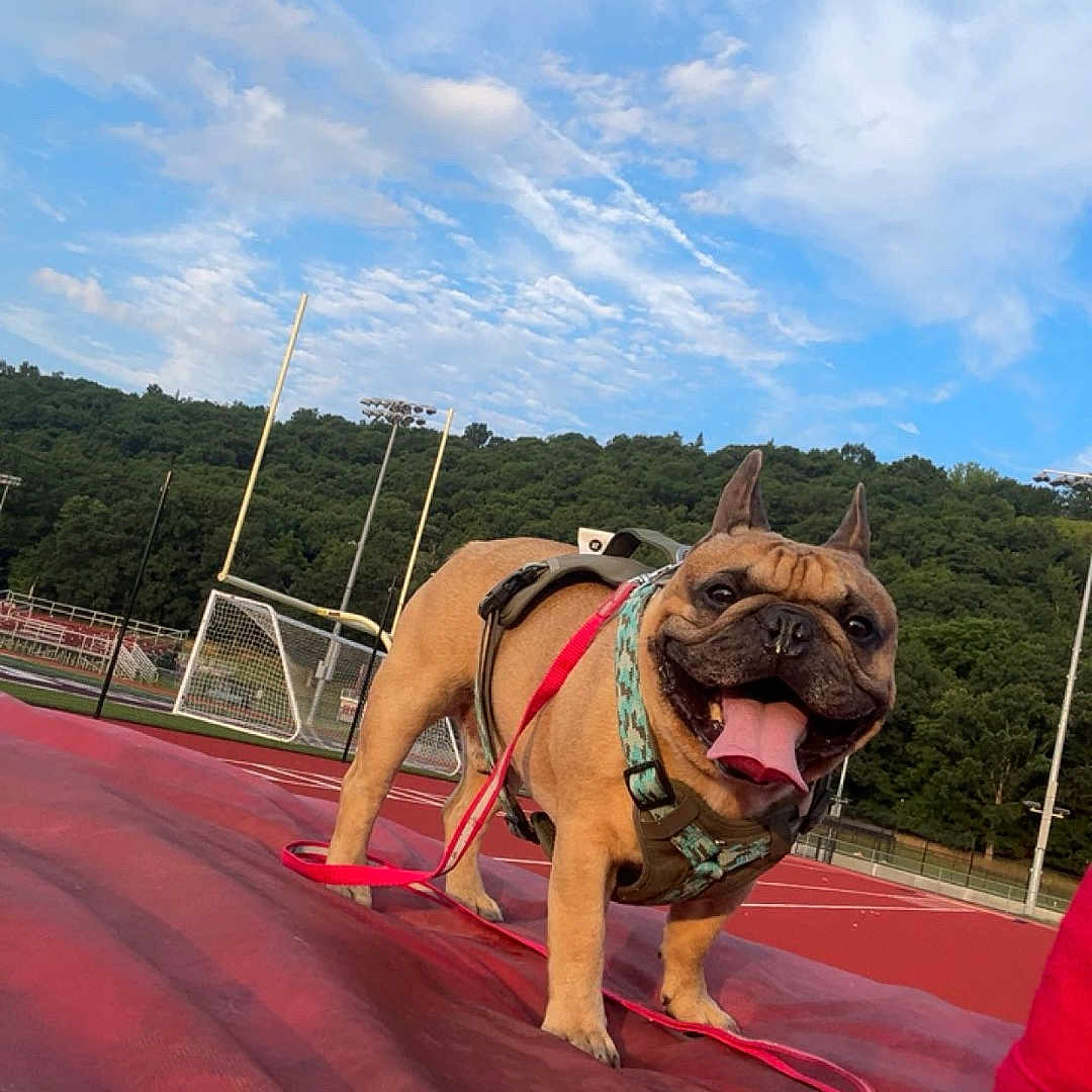Riky is registered to the contest to win money with this photo: canine, clouds, daytime, dog, ears_up, french_bulldog, fun, goal_post, greenery, happy, harness, leash, nature, outdoor, pet, playful, red_surface, sky, sports_field, tongue_out