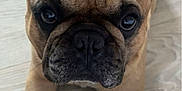 Riky is registered to the contest to win money with this photo: dog, french_bulldog, pet, animal, close_up, ears, face, paws, floor, indoor, cute, brown, black_nose, wrinkles, looking_at_camera, canine, domestic_animal, portrait, mammal, companion