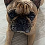 dog, french_bulldog, pet, animal, close_up, ears, face, paws, floor, indoor, cute, brown, black_nose, wrinkles, looking_at_camera, canine, domestic_animal, portrait, mammal, companion