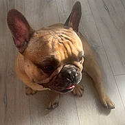 Riky joined the competition — help win amazing prizes! dog, french_bulldog, pet, animal, floor, wood_floor, indoor, light, wrinkles, ears, tongue, sitting, cute, canine, mammal, companion, domestic, looking_away, paw, short_hair
