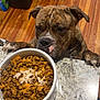 Thanos is registered to the contest to win money with this photo: dog, brindle, food_bowl, kibble, shredded_chicken, countertop, granite, paws, wood_floor, trash_can, indoor, pet, waiting, hungry, table, kitchen, close_up, animal, domestic, curious