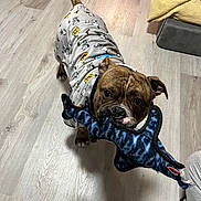 Thanos is registered to the contest to win money with this photo: dog, plush_toy, sweater, indoor, wooden_floor, pet, brown_dog, toy, shark, playful, animal, canine, cute, clothing, flooring, cozy, blanket, furniture, home, pet_toy