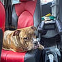 Thanos joined the competition — help win amazing prizes! dog, car_interior, red_seat, black_seat, brindle_dog, pet, seat, car, window, hat, collar, chain_collar, floor_mat, cup_holder, backseat, travel, resting, looking, side_eye, canine