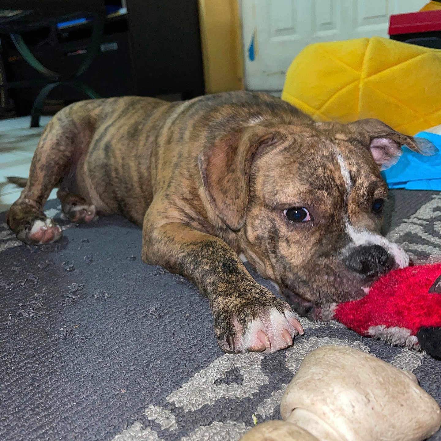 Thanos joined the competition — help win amazing prizes! animal, bone, brindle, carpet, chewing, cozy, cute, dog, ears, floor, household, indoor, nose, paw, pet, playful, puppy, resting, toy, young