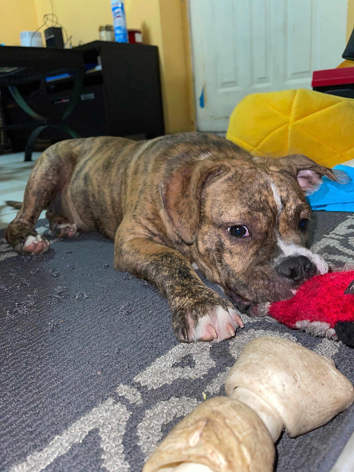 Thanos joined the competition — help win amazing prizes! puppy, dog, brindle, carpet, toy, chewing, bone, indoor, pet, animal, floor, playful, cute, young, paw, ears, nose, resting, household, cozy