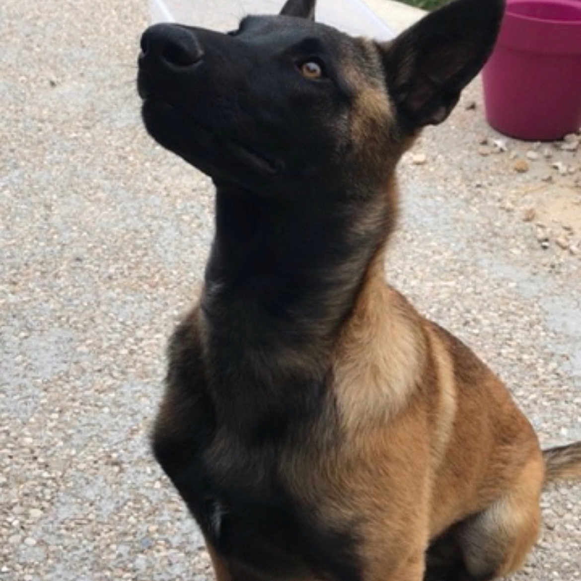 Randynou a rejoint le concours — aidez-le/la à gagner de superbes lots ! accessories, animal, canine, dog, germanshepherd, hound, pet, policedog, puppy, snout, strap