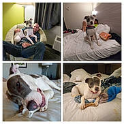 Luna joined the competition — help win amazing prizes! dog, man, bed, chair, indoor, pet, animal, relaxing, chewing, bone, blanket, casual, human, furniture, companion, couch, portrait, resting, sleepwear, leash