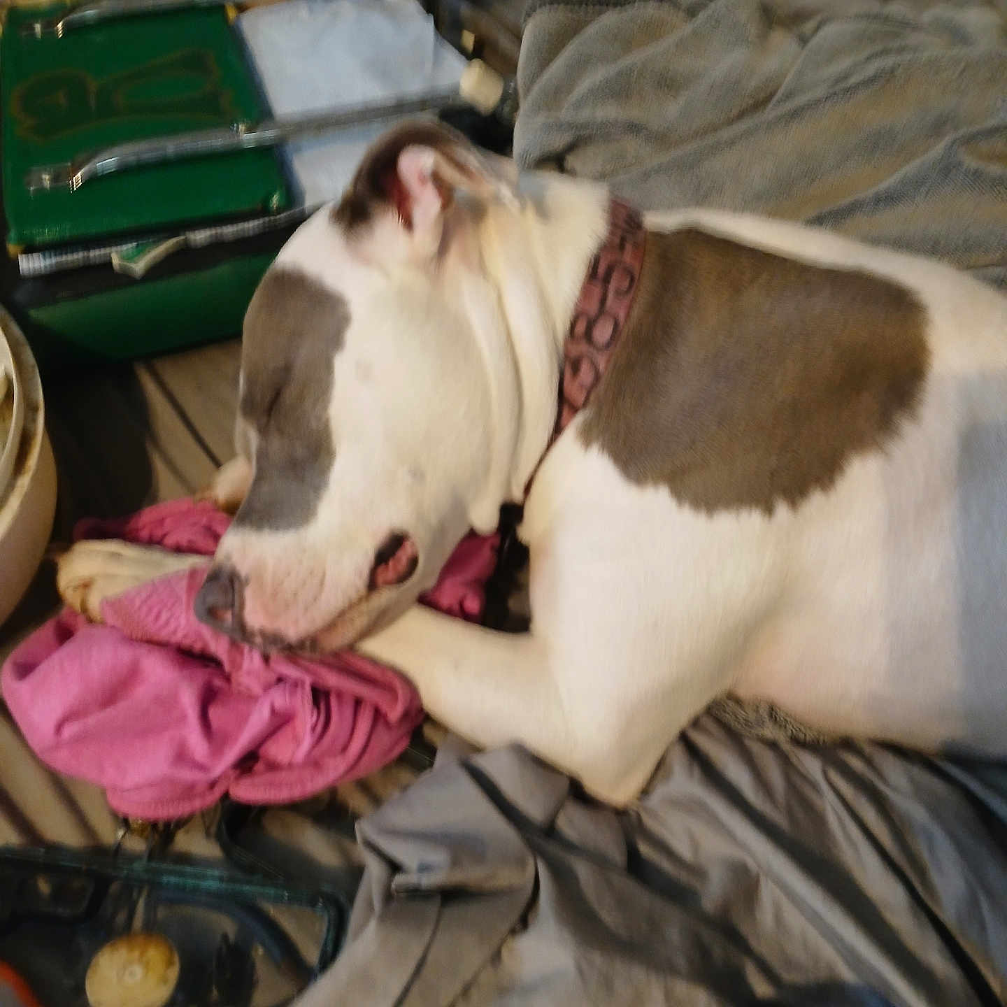 Luna is registered to the contest to win money with this photo: bed, blanket, brown_patch, clutter, collar, cozy, dog, domestic, fur, gray_blanket, household_items, indoor, paw, pet, pink_cloth, relaxation, resting, sleeping, snout, white_fur