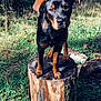 Appy a rejoint le concours — aidez-le/la à gagner de superbes lots ! adventure, animal, black, brown, curious, dog, ears, eyes, forest, grass, leash, logs, nature, outdoor, pet, puppy, standing, sunlight, tree_stump, wood