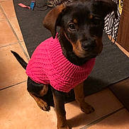 Appy participe au concours pour gagner de l'argent avec cette photo : attentive, brown_and_black, canine, companion, cozy, cute, dog, domestic, indoor, knitwear, looking, pet, pink_sweater, puppy, rug, shoes, sitting, small_dog, tile_floor, young_dog