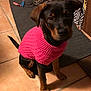 attentive, brown_and_black, canine, companion, cozy, cute, dog, domestic, indoor, knitwear, looking, pet, pink_sweater, puppy, rug, shoes, sitting, small_dog, tile_floor, young_dog