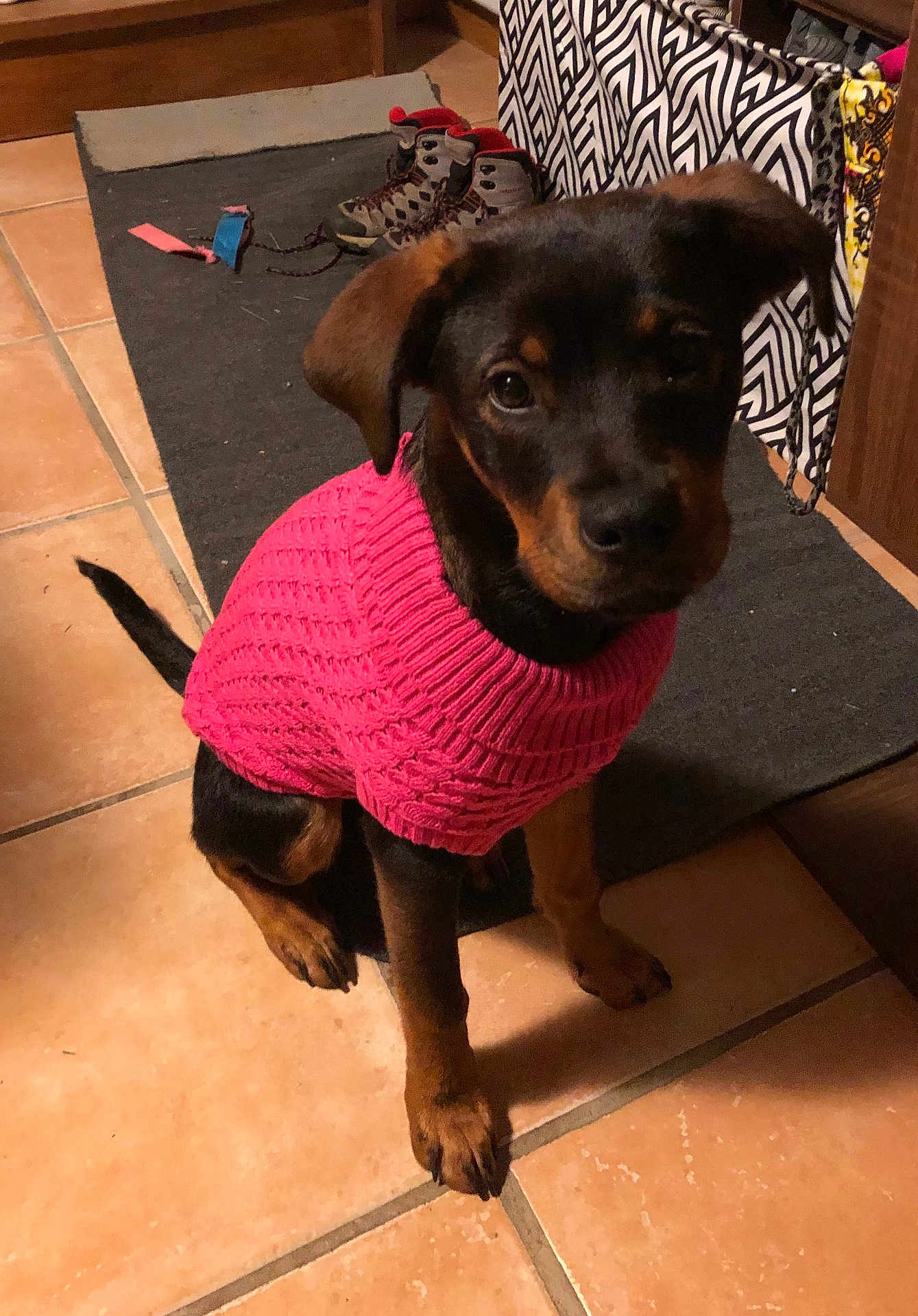 Appy participe au concours pour gagner de l'argent avec cette photo : attentive, brown_and_black, canine, companion, cozy, cute, dog, domestic, indoor, knitwear, looking, pet, pink_sweater, puppy, rug, shoes, sitting, small_dog, tile_floor, young_dog