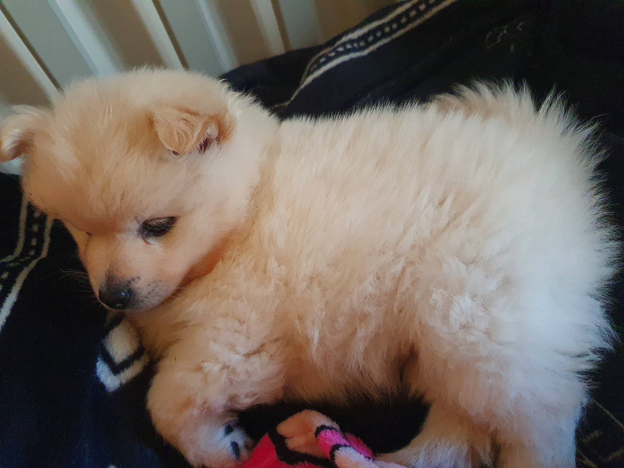 Albie is registered to the contest to win money with this photo: canidae, carnivore, claw, companion_dog, dog, dog_breed, fawn, fur, german_spitz, paw, small_greek_domestic_dog, snout, spitz, sporting_group, tail, terrestrial_animal, toy_dog, volpino_italiano, whiskers, working_animal