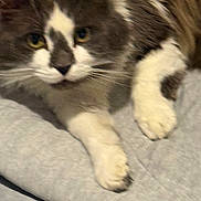 Henry is registered to the contest to win money with this photo: cat, gray, white, fur, close_up, pet, animal, whiskers, paw, soft, indoor, resting, cute, feline, laying, cozy, domestic, mammal, blurred, relaxed