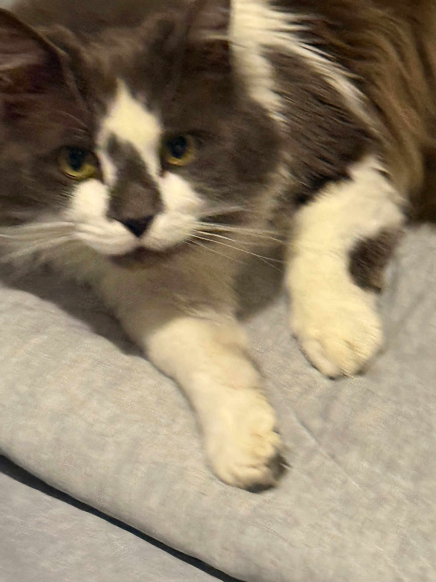 Henry is registered to the contest to win money with this photo: cat, gray, white, fur, close_up, pet, animal, whiskers, paw, soft, indoor, resting, cute, feline, laying, cozy, domestic, mammal, blurred, relaxed