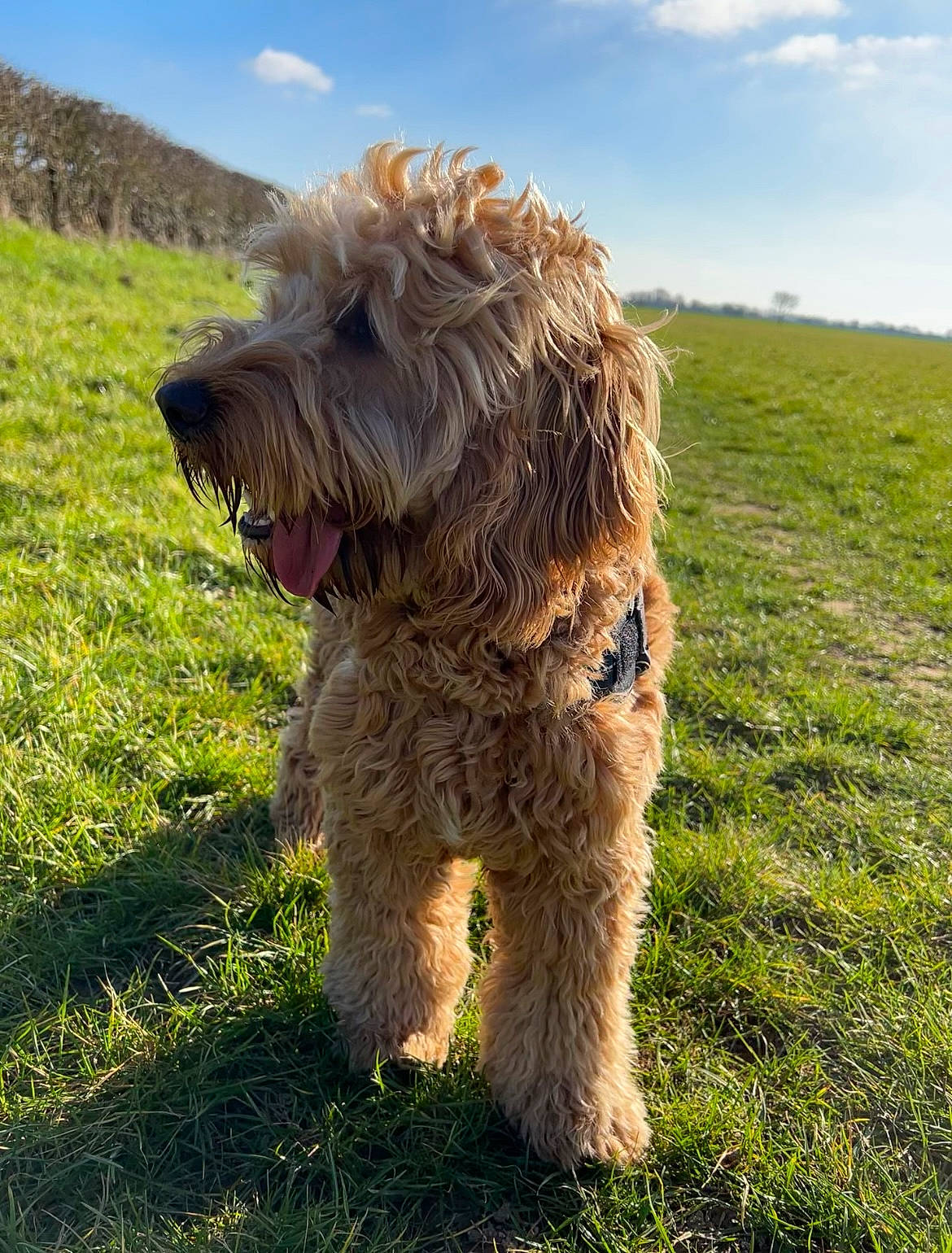 Lando is registered to the contest to win money with this photo: canidae, carnivore, cloud, companion_dog, dog, dog_breed, giant_dog_breed, grass, grassland, landscape, non_sporting_group, pasture, sky, small_terrier, sporting_group, terrier, toy_dog, water_dog, working_dog