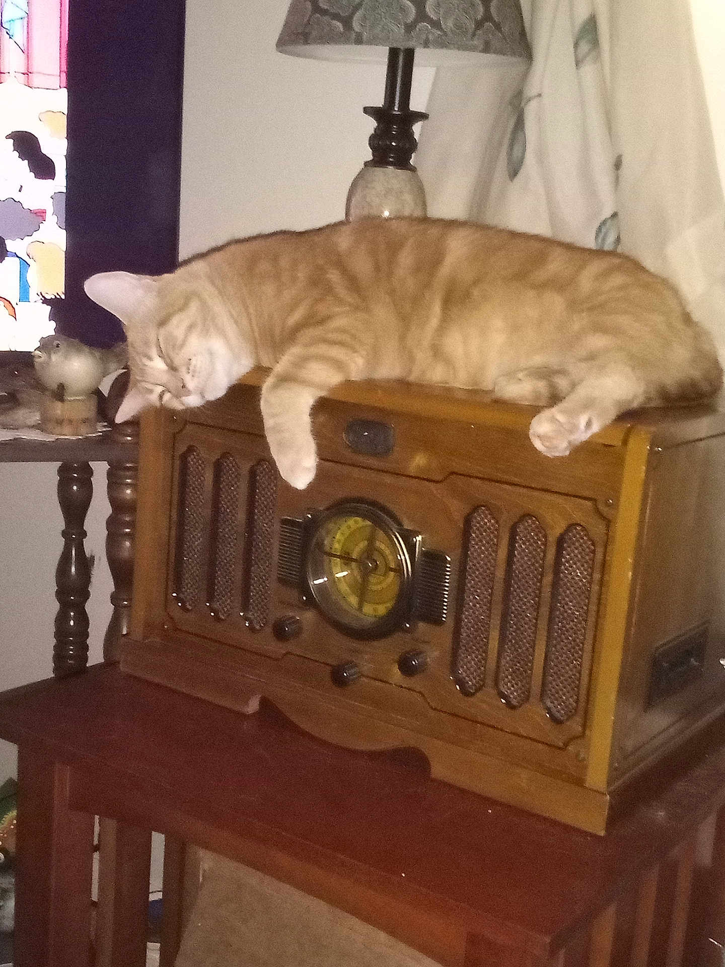 Jimmy Bo Biscuits is registered to the contest to win money with this photo: animal, antique, cat, cozy, curtain, decor, feline, home, indoor, knobs, lamp, orange_tabby, pet, relaxed, resting, sleeping, stained_glass, table, vintage_radio, wooden_furniture