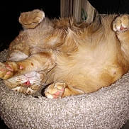 Jimmy Bo Biscuits joined the competition — help win amazing prizes! animal, cat, cat_bed, cozy, curled, cute, domestic_cat, feline, fur, indoor, nap, orange_tabby, paws, pet, pink_paw_pads, relaxation, resting, sleeping, soft, whiskers