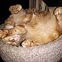 animal, cat, cat_bed, cozy, curled, cute, domestic_cat, feline, fur, indoor, nap, orange_tabby, paws, pet, pink_paw_pads, relaxation, resting, sleeping, soft, whiskers