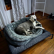 Lucy joined the competition — help win amazing prizes! dog, pet_bed, indoor, wooden_floor, curtains, window, dog_bed, resting, relaxed, animal, canine, furniture, home, cozy, domestic, gray_and_white_dog, floor_lamp, cords, quiet, calm