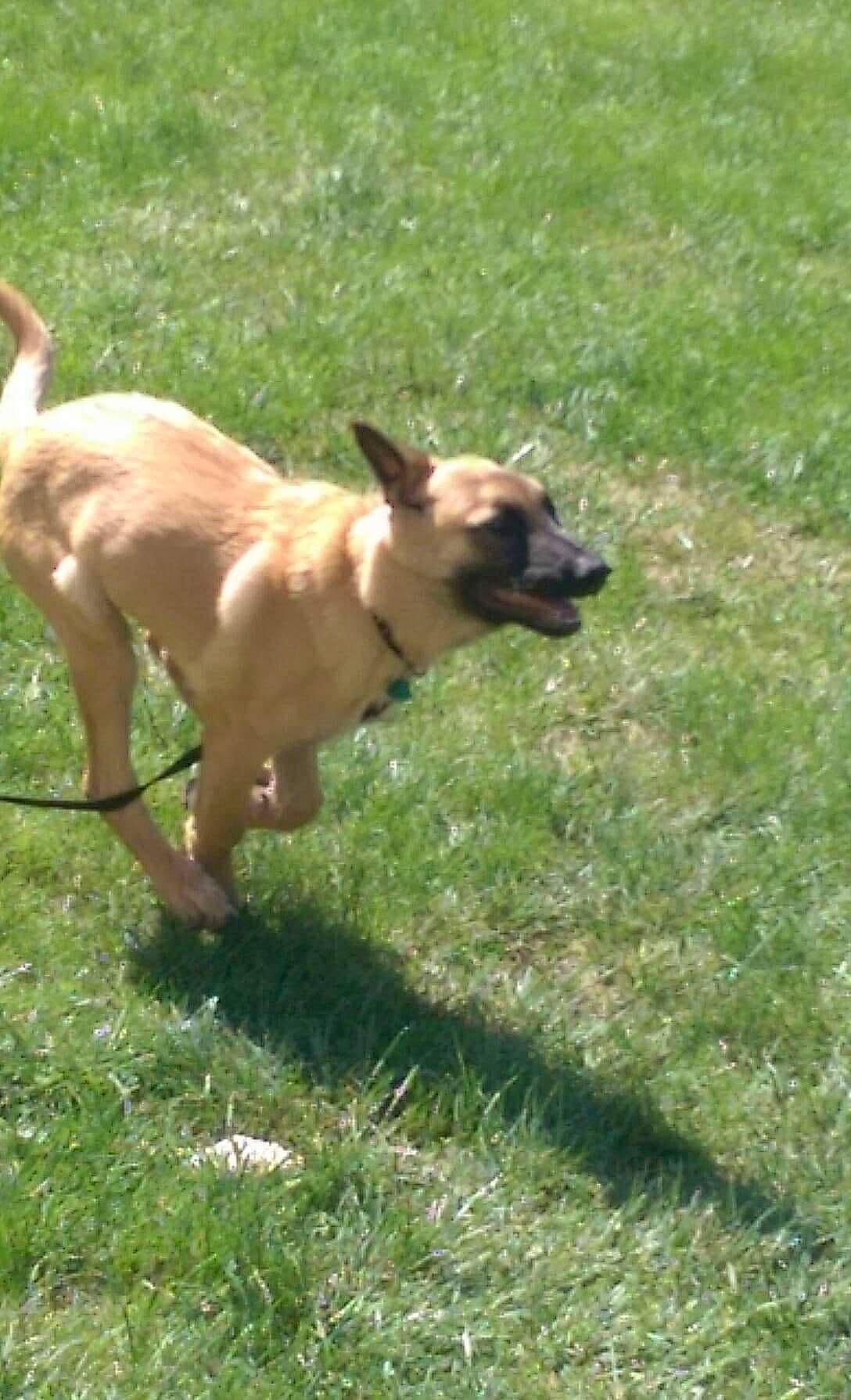 Adès a rejoint le concours — aidez-le/la à gagner de superbes lots ! black_mouth_cur, boerboel, bullmastiff, canidae, carnivore, companion_dog, dog, dog_breed, fawn, grass, mammal, sporting_group, vertebrate, working_dog