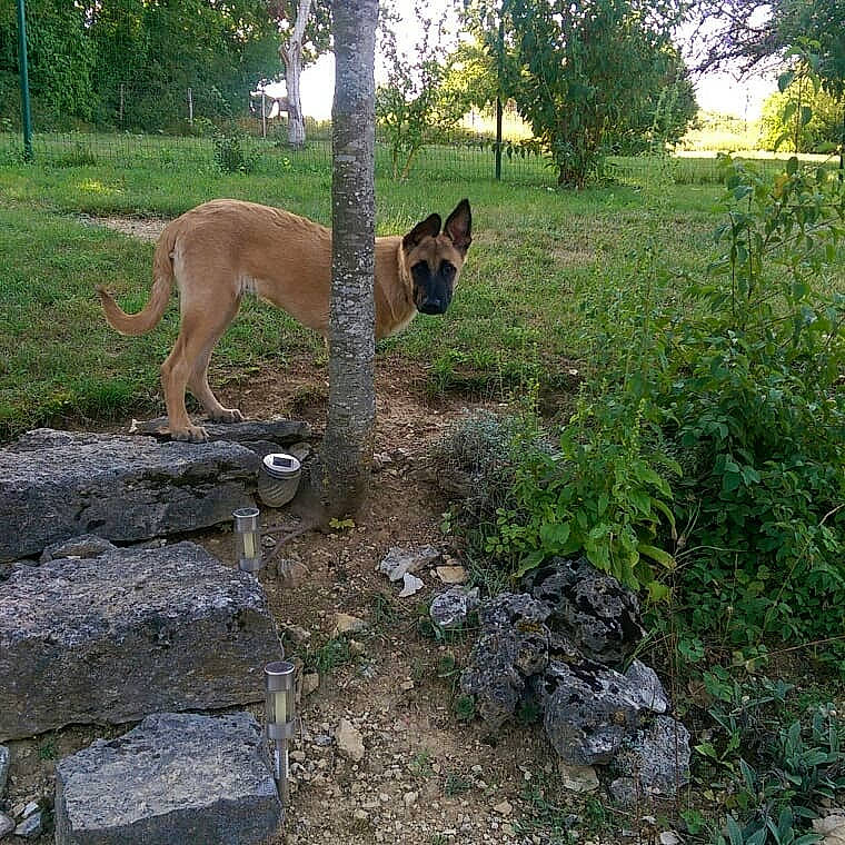 Adès a rejoint le concours — aidez-le/la à gagner de superbes lots ! belgian_shepherd_malinois, canidae, carnivore, dingo, dog, dog_breed, fawn, felidae, grass, mammal, new_guinea_singing_dog, plant, puma, tail, terrestrial_animal, wildlife