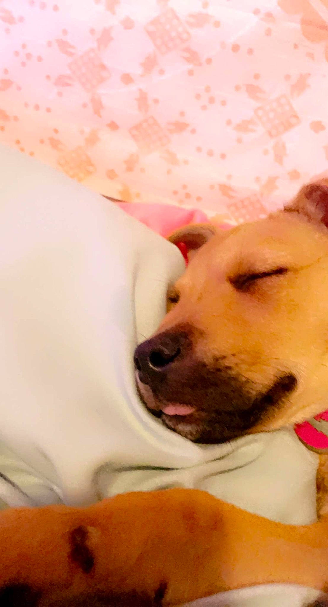 Dixie is registered to the contest to win money with this photo: canidae, carnivore, comfort, companion_dog, dog, dog_breed, ear, eyelash, fawn, fur, happy, jaw, nose, paw, pink, selfie, snout, spitz, sporting_group, whiskers