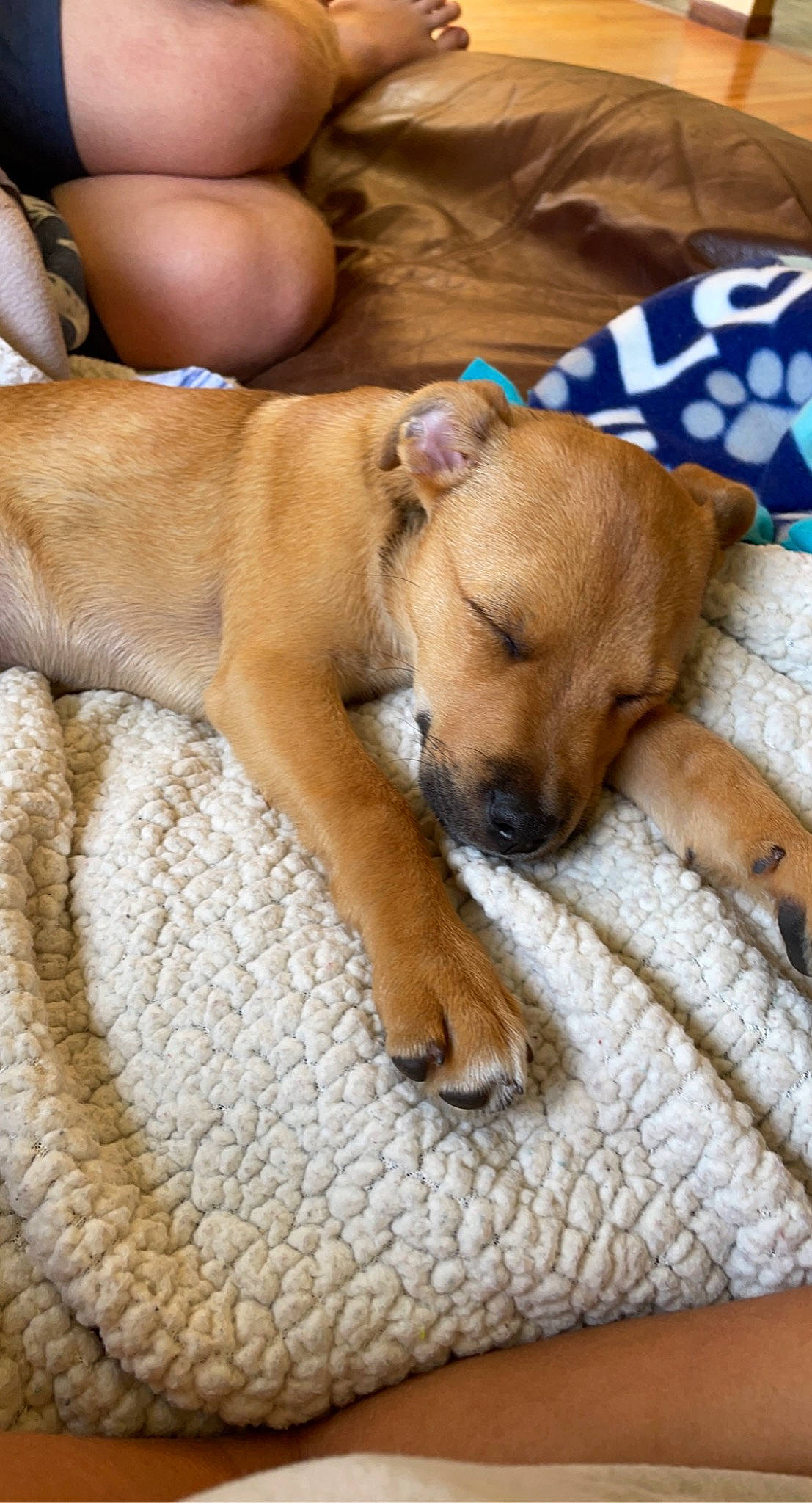 Dixie joined the competition — help win amazing prizes! canidae, carnivore, comfort, companion_dog, dog, dog_breed, fawn, foot, fur, linens, nap, non_sporting_group, paw, snout, sporting_group, whiskers, working_animal