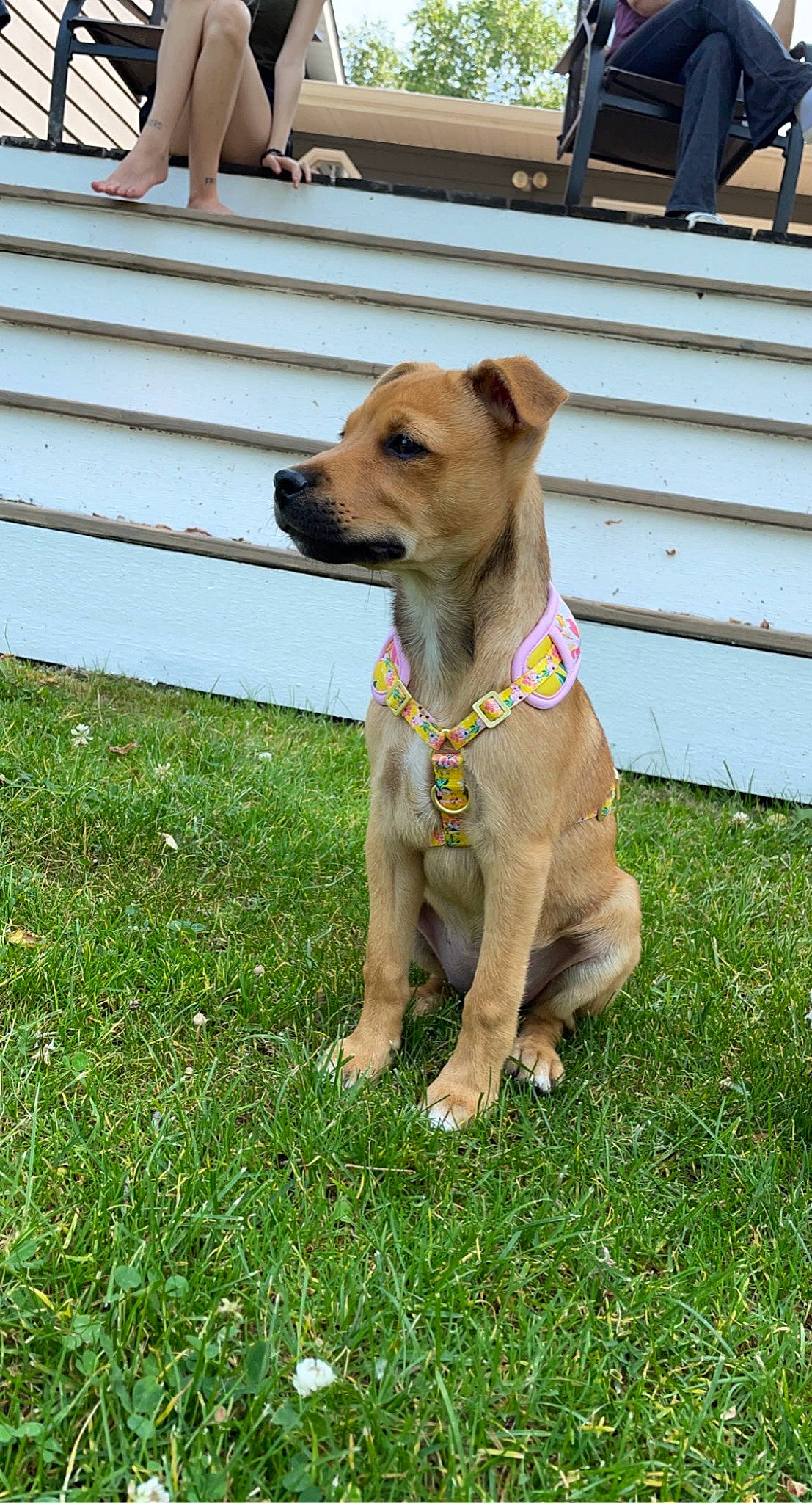 Dixie joined the competition — help win amazing prizes! carnivore, collar, companion_dog, dog, dog_breed, dog_clothes, dog_collar, dog_supply, fashion_accessory, fawn, fence, grass, hat, leash, pet_supply, plant, sighthound, tail, whiskers, working_animal