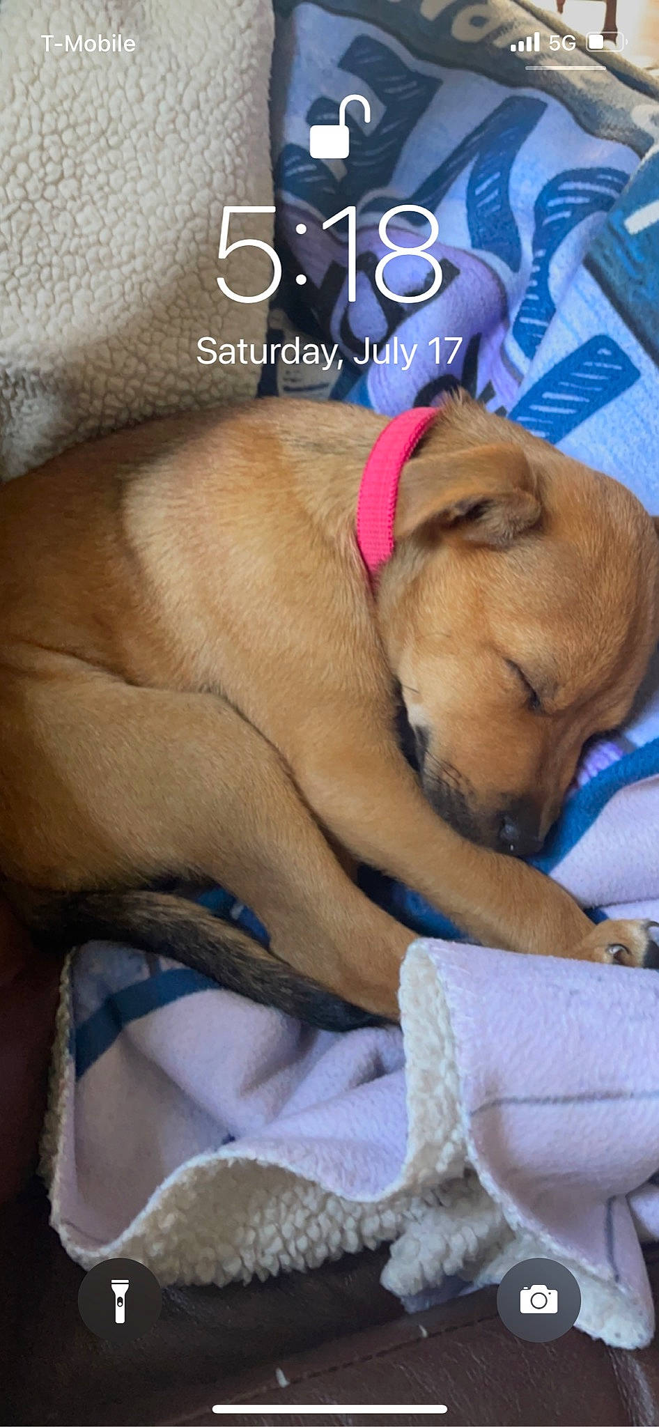 Dixie is registered to the contest to win money with this photo: canidae, carnivore, collar, comfort, companion_dog, dog, dog_breed, dog_collar, dog_supply, electric_blue, fawn, font, fur, linens, paw, pet_supply, photo_caption, snout, sporting_group, whiskers