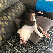 Petrus participe au concours pour gagner de l'argent avec cette photo : dog, puppy, sleeping, lying_down, black_and_white, white_fur, black_fur, pink_nose, pink_paws, indoor, couch, cushion, pillow, blue_bolster, carpet, patterned_fabric, home, relaxed, funny_pose, pet