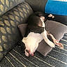 dog, puppy, sleeping, lying_down, black_and_white, white_fur, black_fur, pink_nose, pink_paws, indoor, couch, cushion, pillow, blue_bolster, carpet, patterned_fabric, home, relaxed, funny_pose, pet