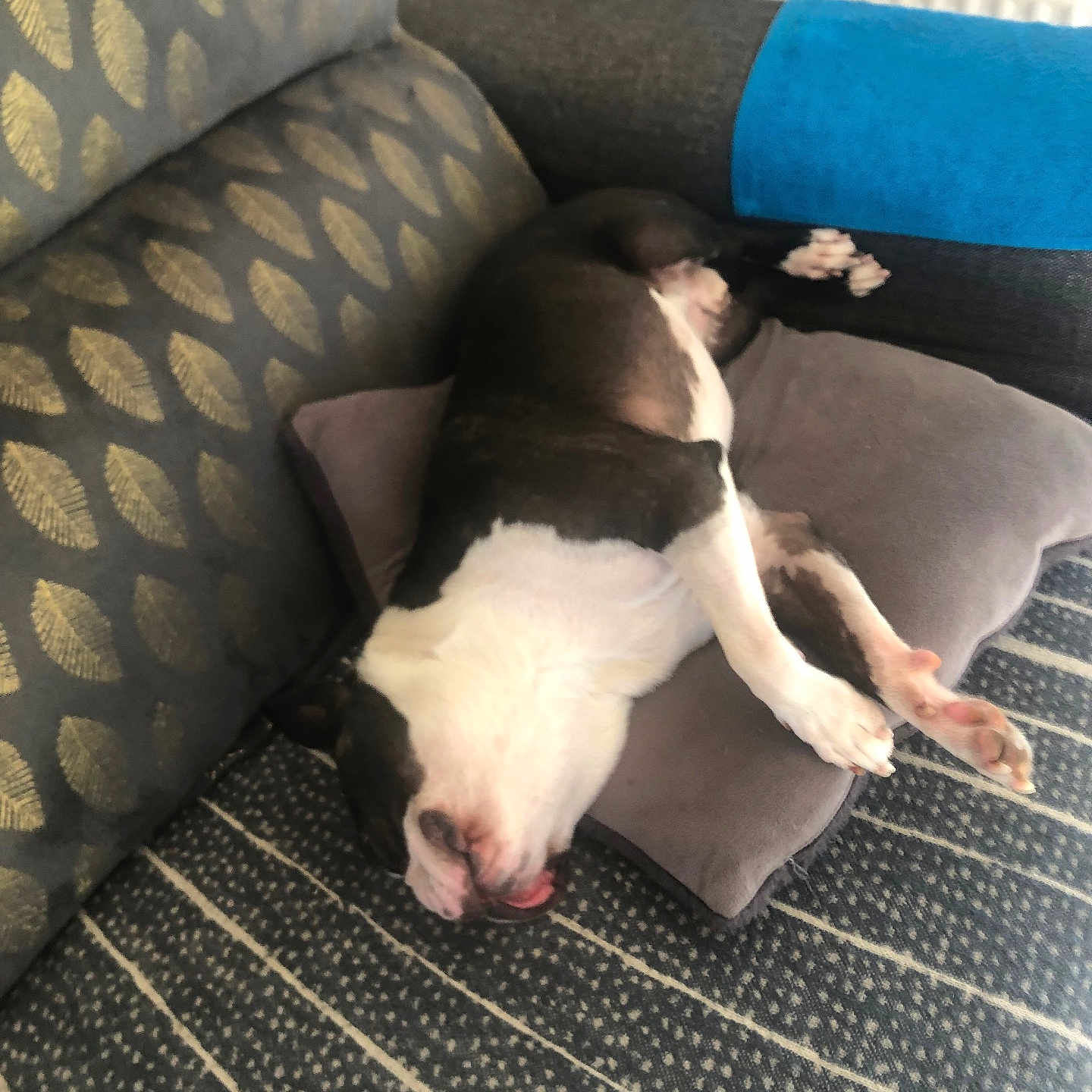 Petrus participe au concours pour gagner de l'argent avec cette photo : dog, puppy, sleeping, lying_down, black_and_white, white_fur, black_fur, pink_nose, pink_paws, indoor, couch, cushion, pillow, blue_bolster, carpet, patterned_fabric, home, relaxed, funny_pose, pet